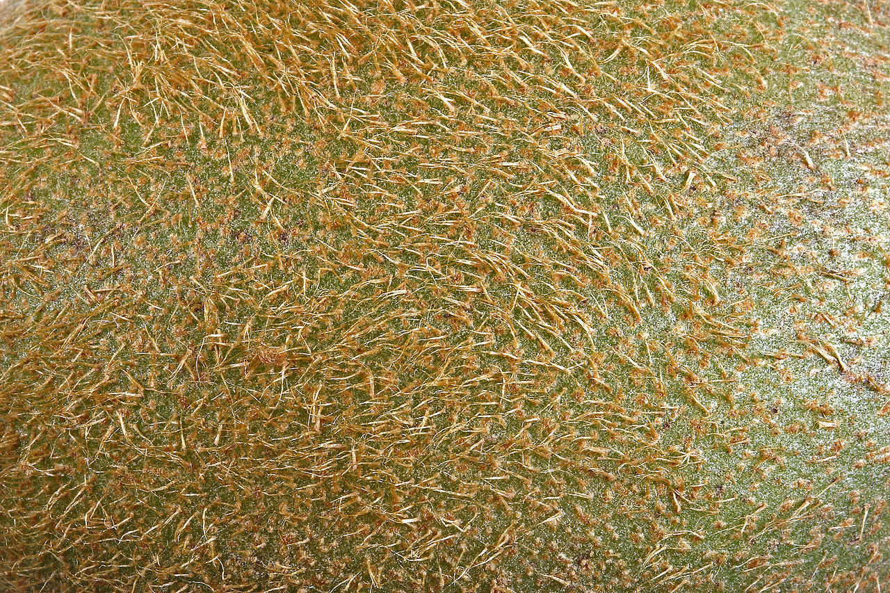 ¿Se puede comer la piel del Kiwi? Cómo lavar la cáscara del Kiwi