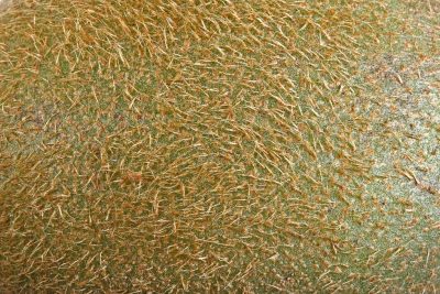 Pouvez-vous manger la peau du Kiwi? Comment laver la peau de kiwi